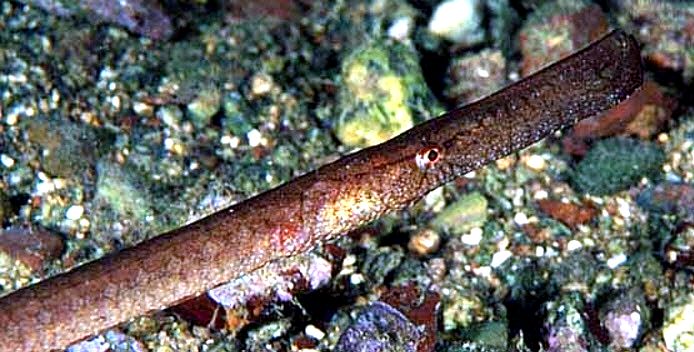 Syngnathus typhle_04